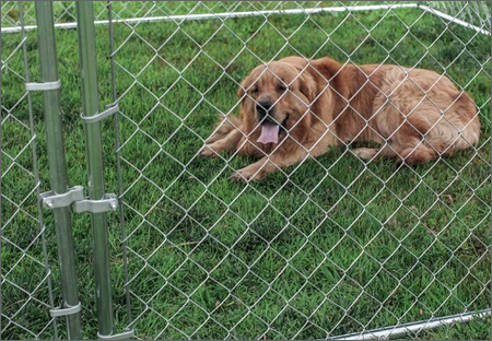 Dog Run Fencing