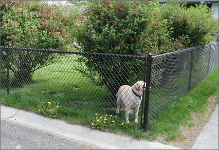 Black chain link dog fencing panels